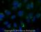 Trans-Golgi Network Protein 2 antibody, NBP1-49643AF488, Novus Biologicals, Immunofluorescence image 