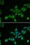 BCL2 Interacting Protein 2 antibody, LS-C334611, Lifespan Biosciences, Immunofluorescence image 