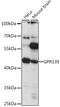 G Protein-Coupled Receptor 139 antibody, A15946, ABclonal Technology, Western Blot image 
