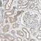 RUN domain-containing protein 2A antibody, HPA008889, Atlas Antibodies, Immunohistochemistry frozen image 