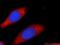 Gem Nuclear Organelle Associated Protein 5 antibody, 24897-1-AP, Proteintech Group, Immunofluorescence image 