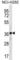 THAP Domain Containing 8 antibody, abx027278, Abbexa, Western Blot image 