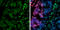 SWI/SNF Related, Matrix Associated, Actin Dependent Regulator Of Chromatin, Subfamily A, Member 4 antibody, GTX633391, GeneTex, Immunohistochemistry frozen image 