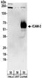 Intercellular Adhesion Molecule 2 antibody, NBP2-32236, Novus Biologicals, Western Blot image 