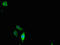 Claudin 2 antibody, orb353577, Biorbyt, Immunocytochemistry image 