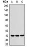 Paraoxonase 1 antibody, orb411988, Biorbyt, Western Blot image 