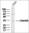 Myb/SANT DNA Binding Domain Containing 3 antibody, orb156201, Biorbyt, Western Blot image 