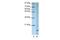 Apolipoprotein O antibody, GTX47255, GeneTex, Western Blot image 