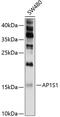 Adaptor Related Protein Complex 1 Subunit Sigma 1 antibody, 13-722, ProSci, Western Blot image 