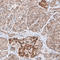 TOX antibody, HPA018322, Atlas Antibodies, Immunohistochemistry frozen image 