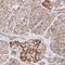 Thymocyte selection-associated high mobility group box protein TOX antibody, HPA018322, Atlas Antibodies, Immunohistochemistry frozen image 