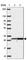 Mitochondrial Ribosomal Protein L28 antibody, HPA055589, Atlas Antibodies, Western Blot image 