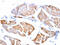 Caspase 2 antibody, MBS2523945, MyBioSource, Immunohistochemistry frozen image 