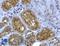 Collagen Type IV Alpha 3 Chain antibody, LS-C204992, Lifespan Biosciences, Immunohistochemistry frozen image 