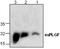 Placental Growth Factor antibody, GTX59638, GeneTex, Western Blot image 