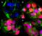 Prospero Homeobox 1 antibody, 696904, BioLegend, Immunocytochemistry image 