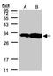 Homeobox C11 antibody, NBP1-32331, Novus Biologicals, Western Blot image 