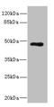 Killer Cell Immunoglobulin Like Receptor, Three Ig Domains And Long Cytoplasmic Tail 3 antibody, LS-C675949, Lifespan Biosciences, Western Blot image 