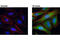 Mitogen-Activated Protein Kinase Kinase 3 antibody, 12280S, Cell Signaling Technology, Immunocytochemistry image 
