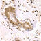 Ornithine Decarboxylase 1 antibody, LS-C331782, Lifespan Biosciences, Immunohistochemistry paraffin image 