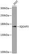 IQ Motif Containing GTPase Activating Protein 3 antibody, 15-423, ProSci, Western Blot image 