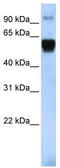 Tripartite Motif Containing 10 antibody, TA335676, Origene, Western Blot image 