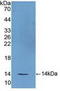 FSH antibody, LS-C301226, Lifespan Biosciences, Western Blot image 