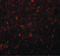 Synaptogyrin 4 antibody, LS-C108528, Lifespan Biosciences, Immunofluorescence image 