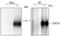 Signal Transducer And Activator Of Transcription 5B antibody, AF1584, R&D Systems, Immunoprecipitation image 