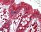 Creatine Kinase, M-Type antibody, orb178786, Biorbyt, Immunohistochemistry paraffin image 