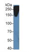 Reelin antibody, LS-C296196, Lifespan Biosciences, Western Blot image 