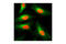 Tubulin Alpha 1b antibody, 3873S, Cell Signaling Technology, Immunofluorescence image 