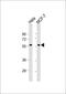 Tigger Transposable Element Derived 1 antibody, 59-780, ProSci, Western Blot image 