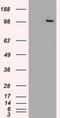 Ubiquitin Specific Peptidase 13 antibody, MA5-24904, Invitrogen Antibodies, Western Blot image 