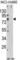 Acyl-CoA Synthetase Short Chain Family Member 3 antibody, abx034007, Abbexa, Western Blot image 