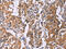 CKLF Like MARVEL Transmembrane Domain Containing 6 antibody, CSB-PA185437, Cusabio, Immunohistochemistry frozen image 