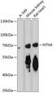 Netrin 4 antibody, 15-196, ProSci, Western Blot image 