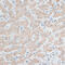 Acyl-CoA Dehydrogenase Long Chain antibody, 14-568, ProSci, Immunohistochemistry paraffin image 