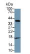 Adrenomedullin antibody, LS-C297877, Lifespan Biosciences, Western Blot image 