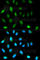 Chromobox 5 antibody, A1098, ABclonal Technology, Immunofluorescence image 