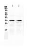 Caspase 6 antibody, A02631, Boster Biological Technology, Western Blot image 