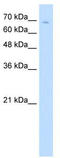 Transcription Factor 25 antibody, TA342450, Origene, Western Blot image 