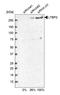 Latent Transforming Growth Factor Beta Binding Protein 2 antibody, HPA003415, Atlas Antibodies, Western Blot image 