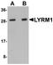 LYR motif-containing protein 1 antibody, LS-C108683, Lifespan Biosciences, Western Blot image 