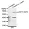 AKT Serine/Threonine Kinase 2 antibody, LS-C335715, Lifespan Biosciences, Western Blot image 