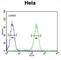 Ubiquitin A-52 Residue Ribosomal Protein Fusion Product 1 antibody, abx025620, Abbexa, Western Blot image 