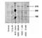 ATM Serine/Threonine Kinase antibody, NB100-306, Novus Biologicals, Western Blot image 