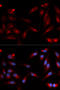 ADAM Metallopeptidase Domain 9 antibody, 19-633, ProSci, Immunofluorescence image 