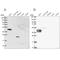 Sperm Equatorial Segment Protein 1 antibody, NBP2-13370, Novus Biologicals, Western Blot image 