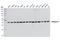 Aldolase, Fructose-Bisphosphate A antibody, 3188S, Cell Signaling Technology, Western Blot image 